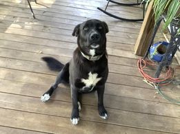 Labrador Retriever awaits a friendly cuddle