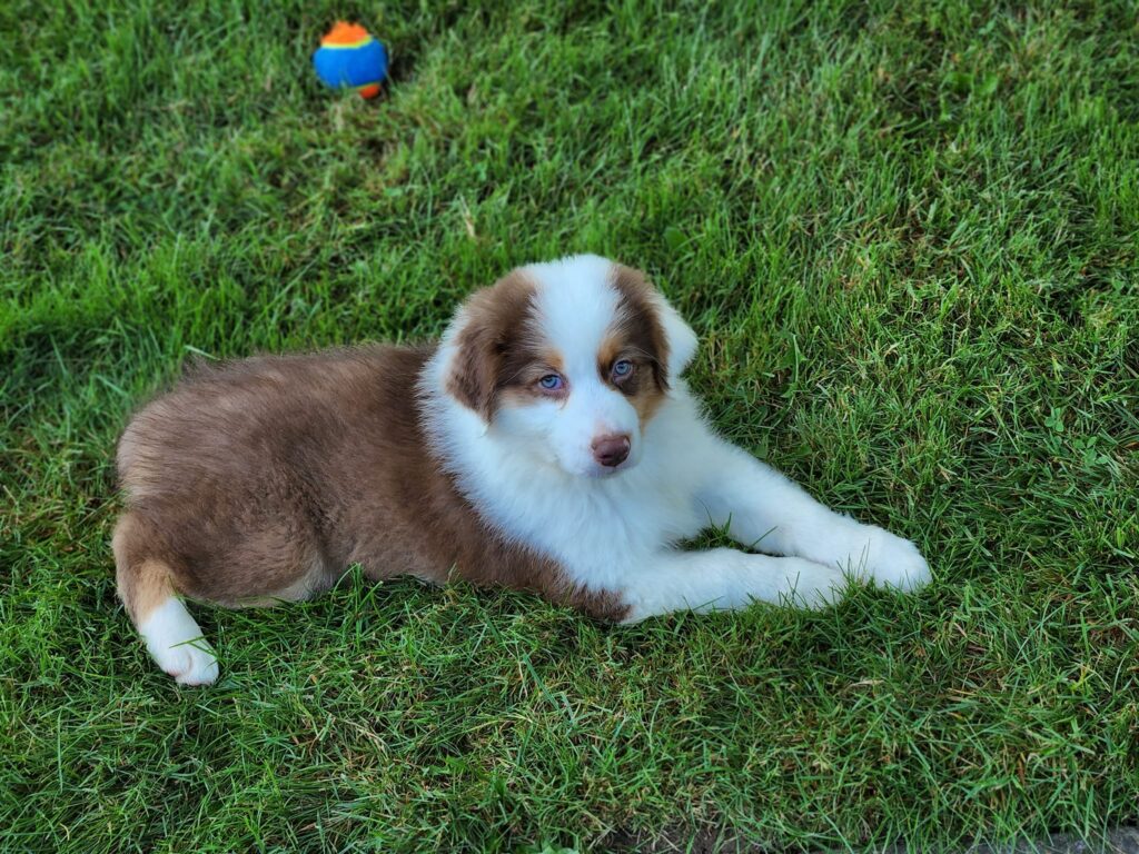 Australian Shepherd puppy on grass, showcasing the breed's lively energy and intelligence.