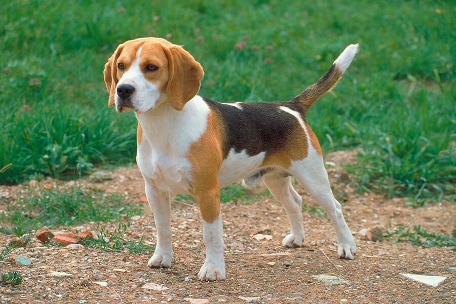 Alert Beagle in a grassy field, expressive eyes showcasing curiosity, its tail hinting at its merry nature, embodying its lively and tracking traits.