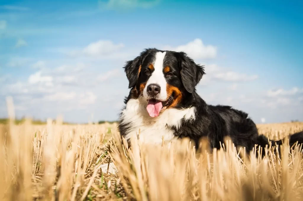 Bernese Mountain Dog in a field, a gentle giant ideal for families and newlyweds alike.