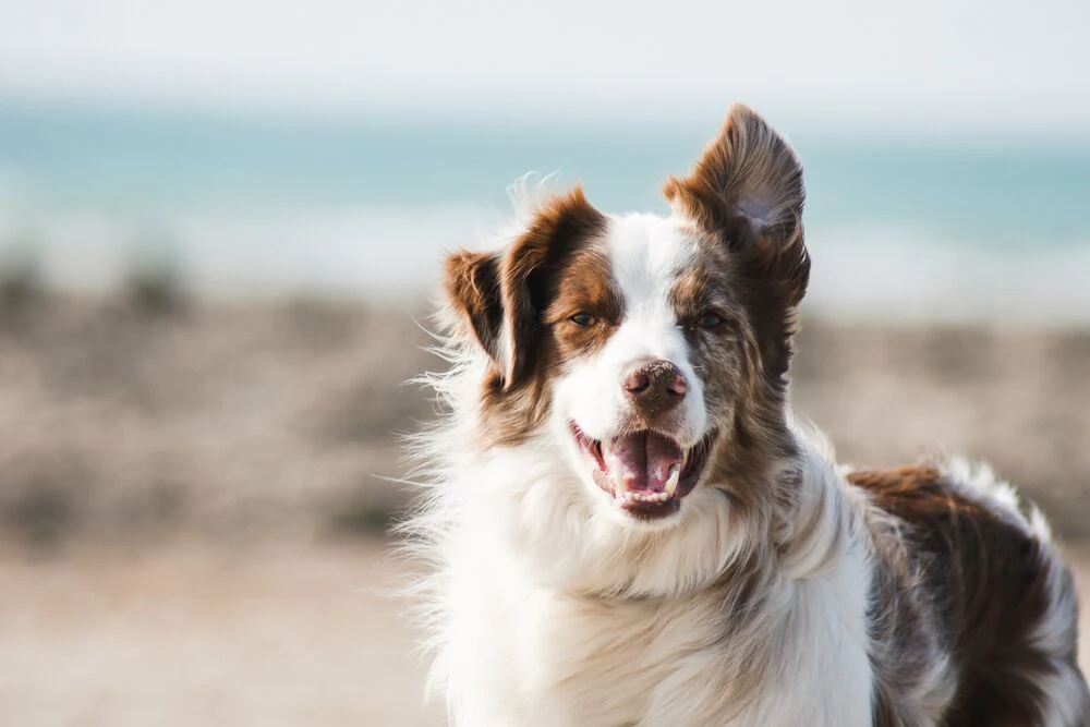 Energetic Border Collie with a lively gaze, showcasing its intelligence and athleticism, posing against a serene beach backdrop.