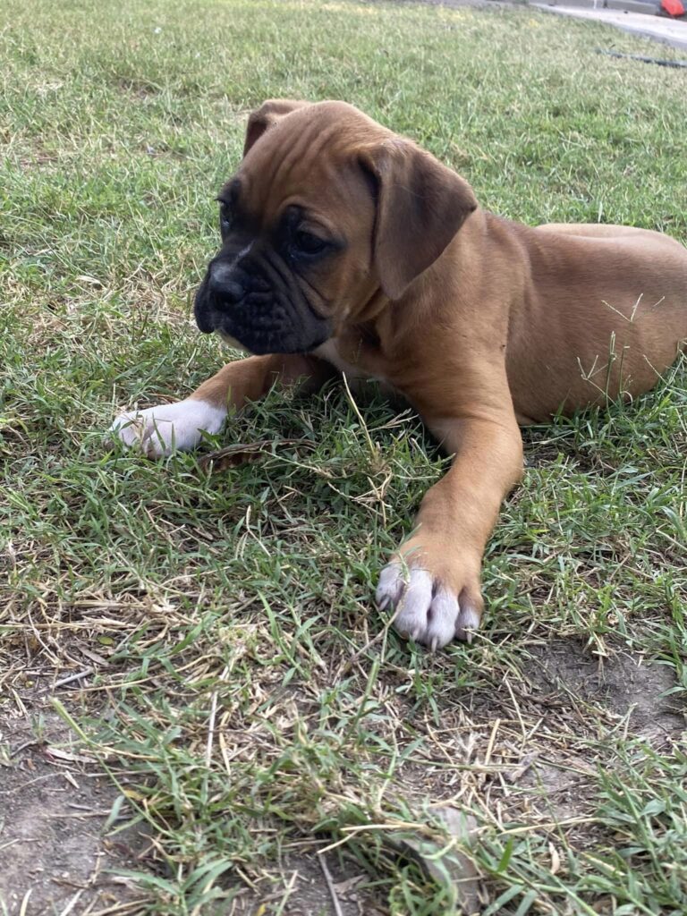 Playful Boxer puppy lounging on the grass, reflecting the breed's affectionate and spirited nature.