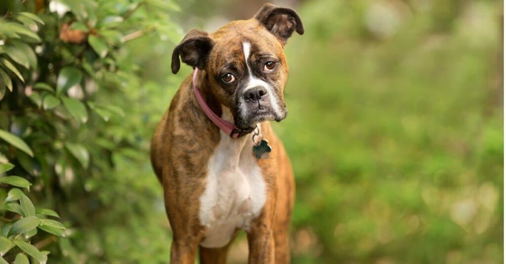 A brown and white Boxer dog with soulful eyes