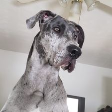 A large, noble Great Dane with a mottled grey and white coat sitting indoors