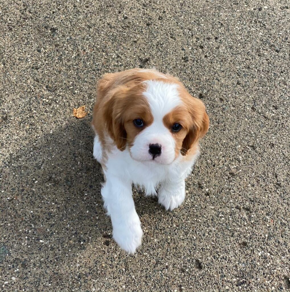 Cavalier King Charles Spaniel: affectionate and adaptable, ideal for newlyweds seeking a loving, low-energy companion.