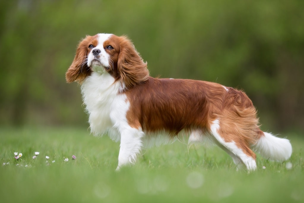 A regal Cavalier King Charles Spaniel in a lush field for cuddling