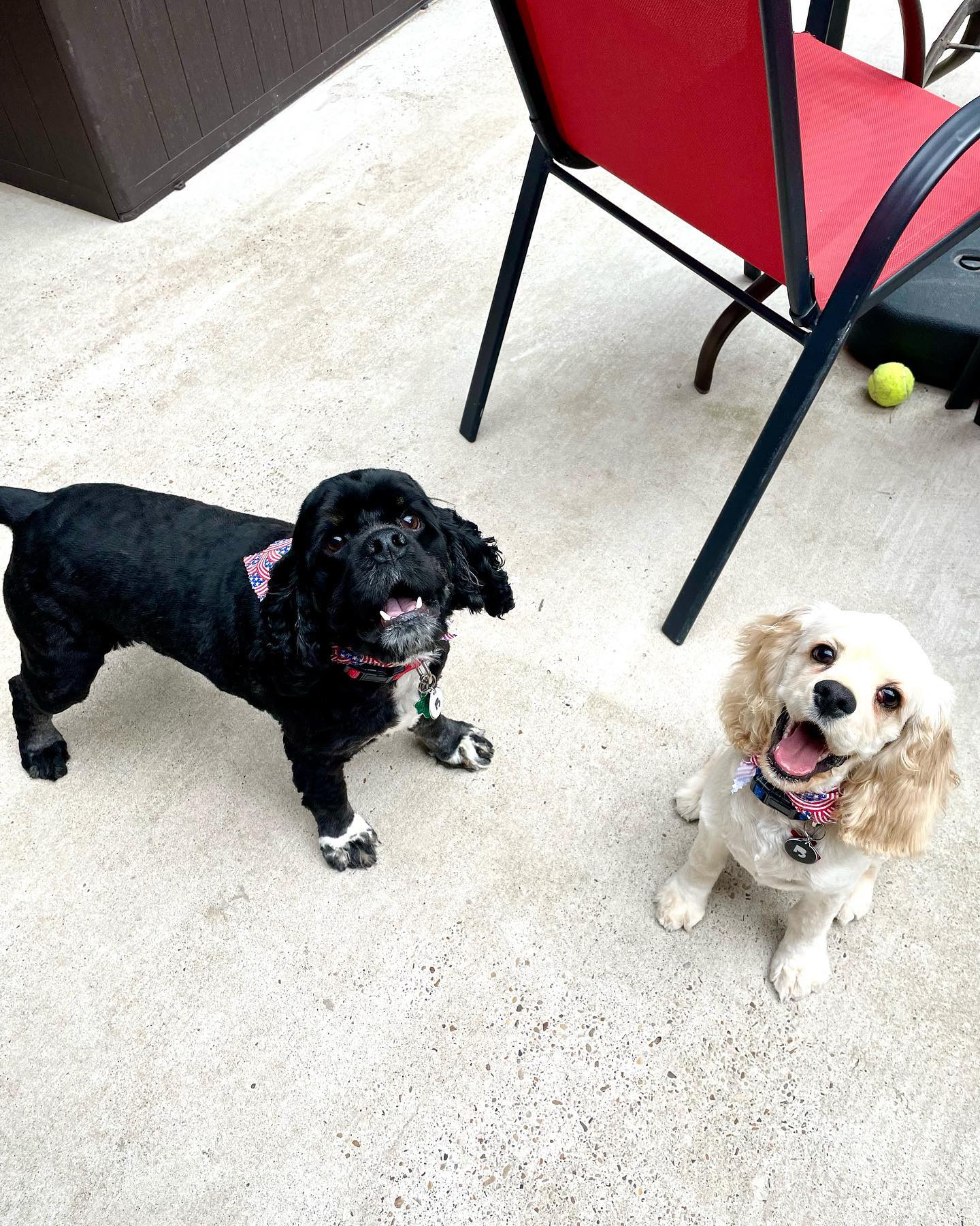 Cocker Spaniel Training Made Easy: Expert Tips For A Well-Behaved Companion