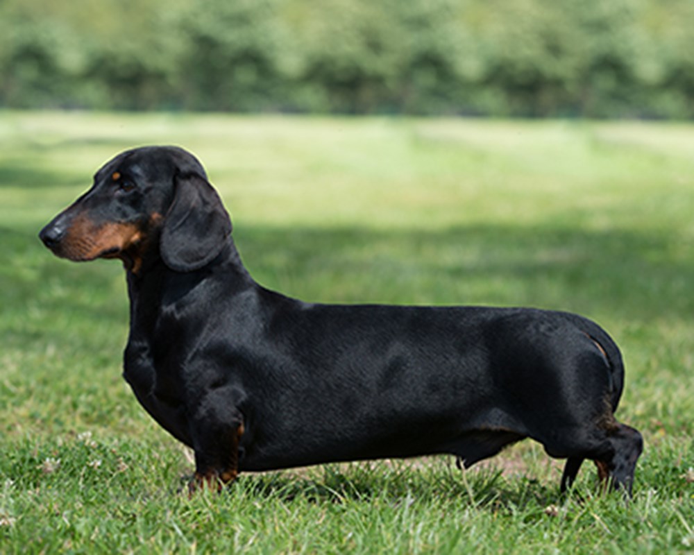 A sleek black Dachshund standing on grass