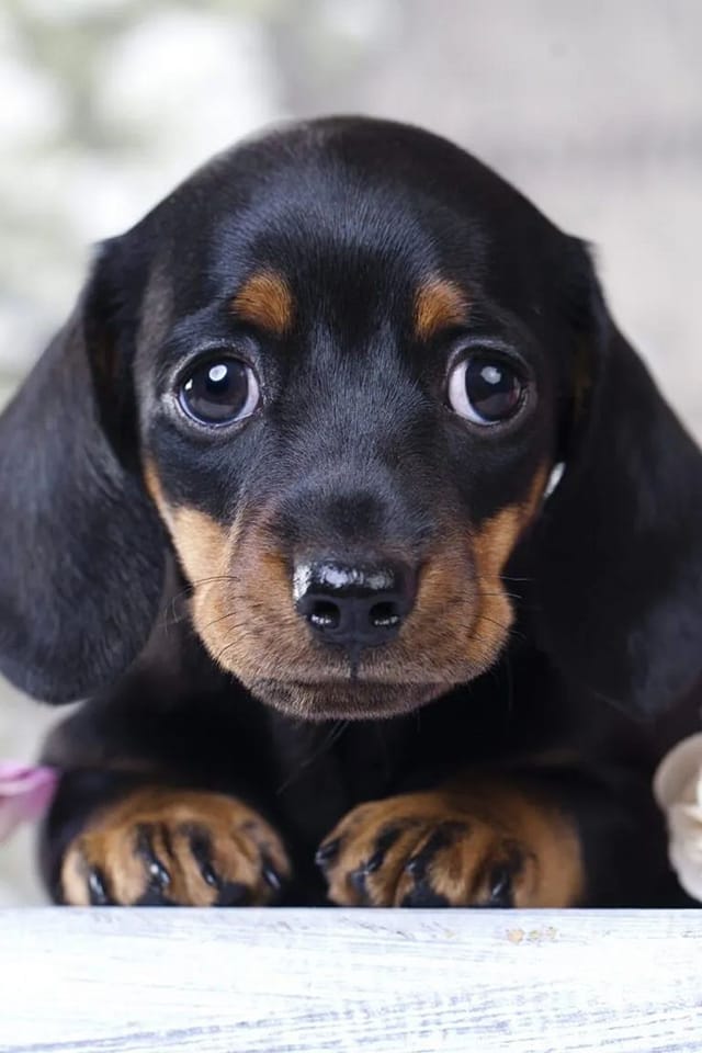 Close-up of a young Dachshund with soulful eyes, reflecting its big personality in a small body, hinting at its playful nature and one of the best breed of dogs for newlyweds.