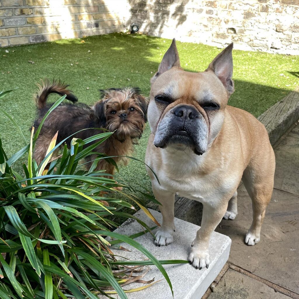 French Bulldogs are an excellent option for newly weds who are city dwellers due to their small size and lower exercise needs