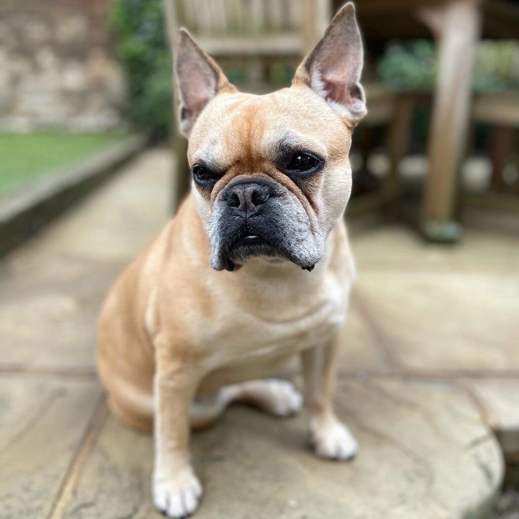 A tan French Bulldog sitting on a patio