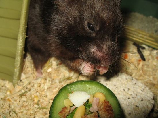 Gerbil Fruit and Pellet Treats