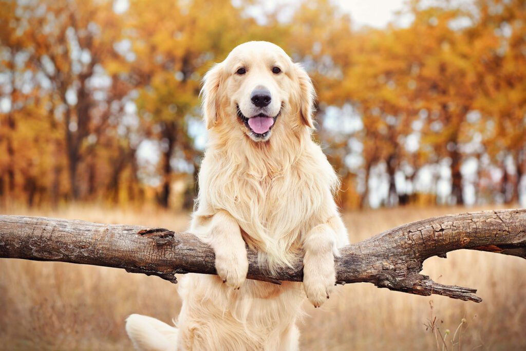 A cheerful Golden Retriever with a lush, creamy coat perched on a tree trunk