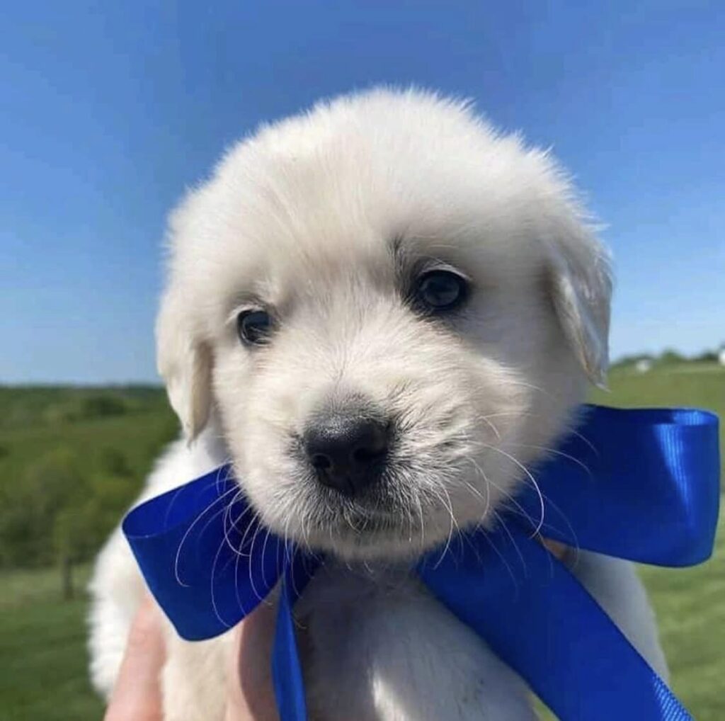 Golden Retrievers: They posses Unconditional Love to please their newlywed owners, making them a joy to train.