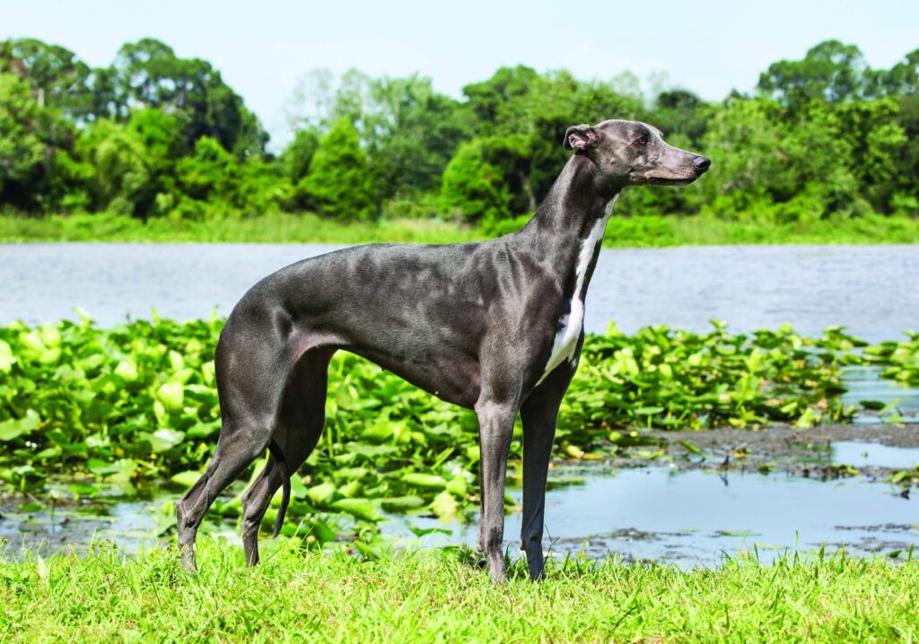 Graceful Greyhound standing poised near a pond, reflecting its gentle nature and suitability for newlyweds looking for a low-maintenance yet affectionate pet.