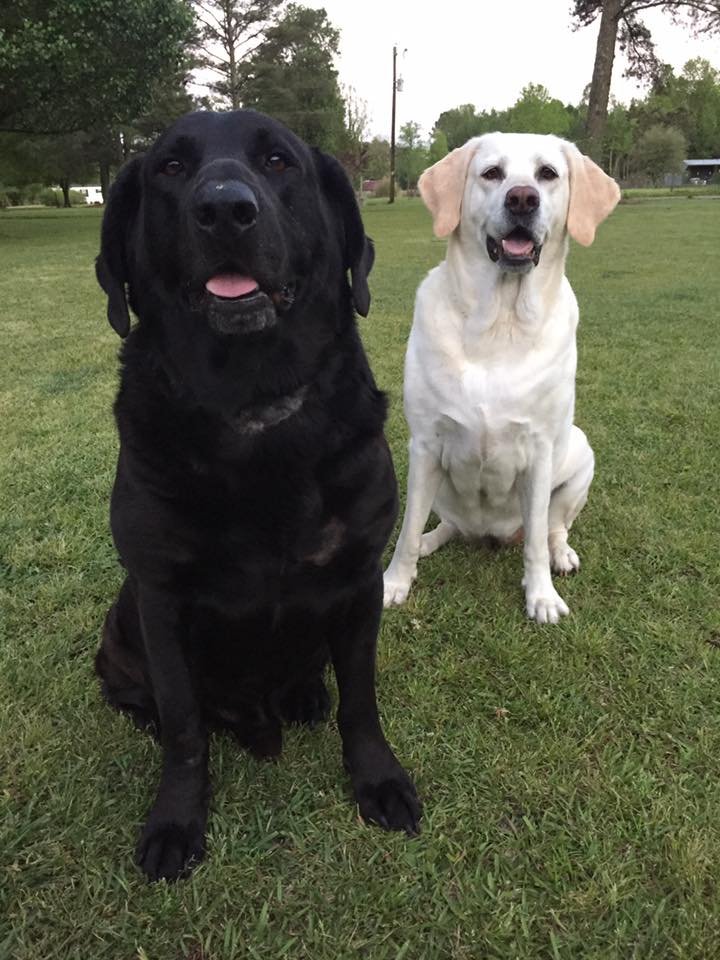 Two friendly Labradors, one black and one white, exemplifying their suitability for newly weds as they peacefully coexist in a serene park setting.