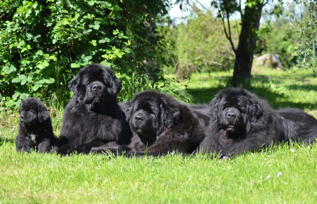 Three fluffy Newfoundland dogs, one adult and two puppies