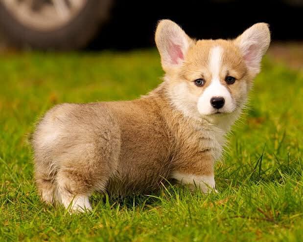 Pembroke Welsh Corgi standing on grass: A compact breed with a vibrant personality, ideal for newlyweds due to their intelligence and affection.