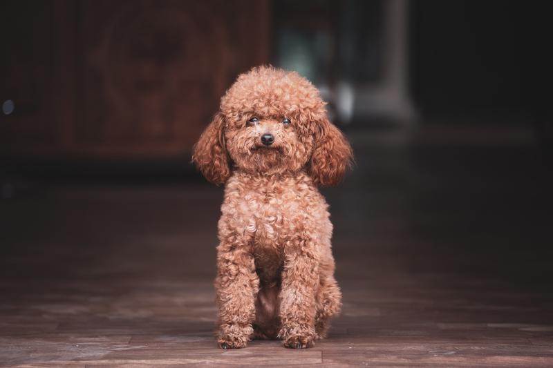 A curly-coated brown poodle sitting elegantly on a wooden floor, showcasing its beauty and intelligence, exemplifying its friendly nature with their newly wed couples.