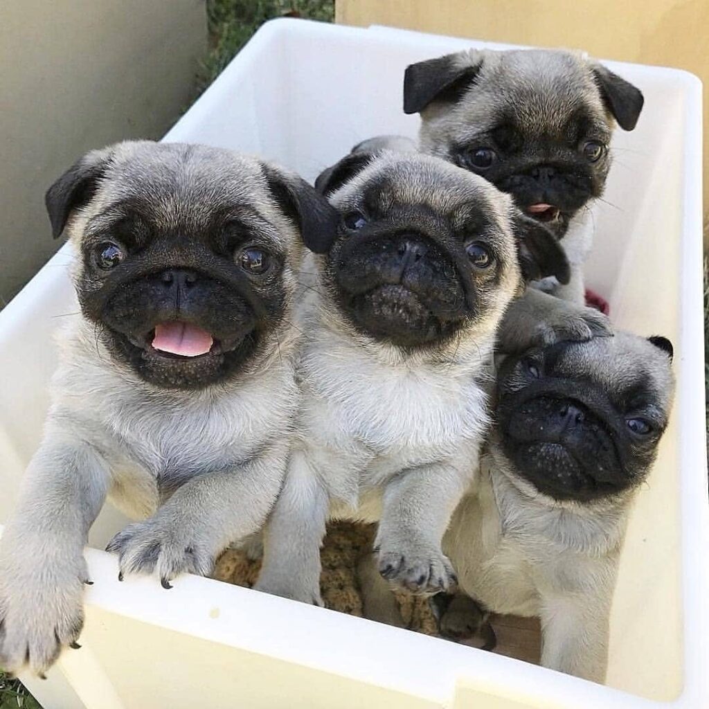 Four adorable Pug puppies with expressive faces