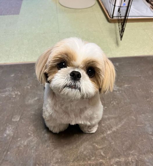 Adorable Shih Tzu with wide, inquisitive eyes and fluffy coat, exuding royal charm and embodying its playful and sociable nature.