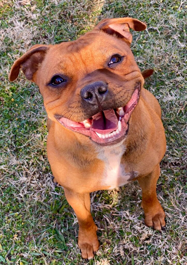 A joyful Staffordshire Bull Terrier