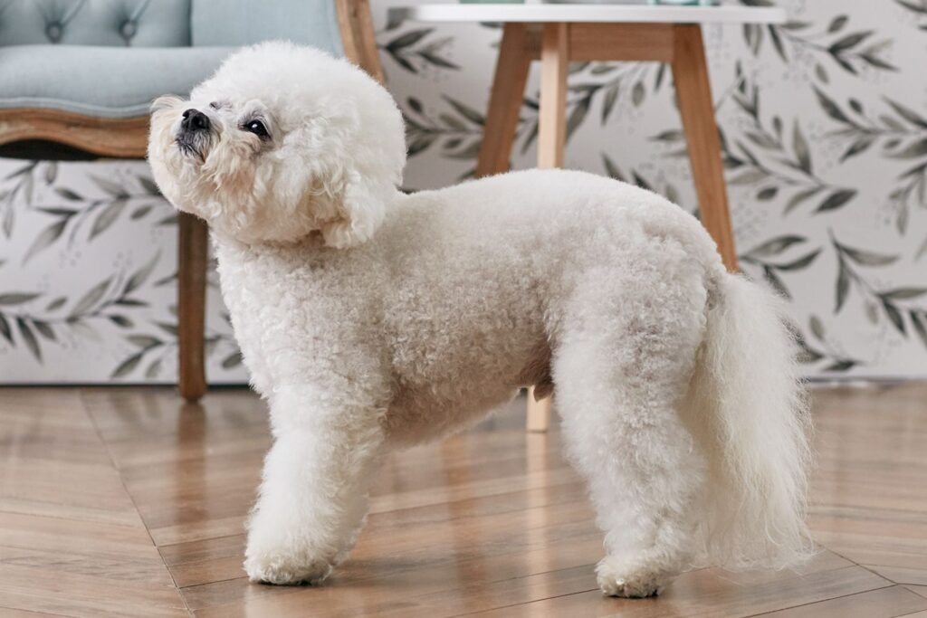 A fluffy white Bichon Frise standing on a wooden floor