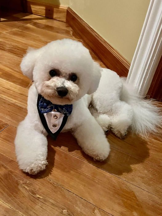 Adorable Bichon Frise showcasing its fluffy, cloud-like fur, exuding a friendly and cheerful aura.