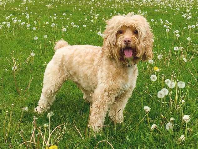 Cockapoo in a field, perfect for newlyweds seeking a playful, affectionate pet.