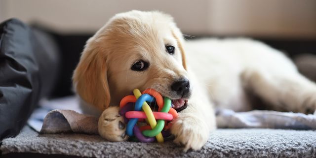 The Best Stimulation Toys for Your Puppy