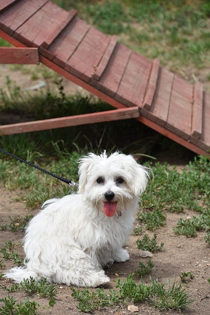 Pet training is vital to building bonds