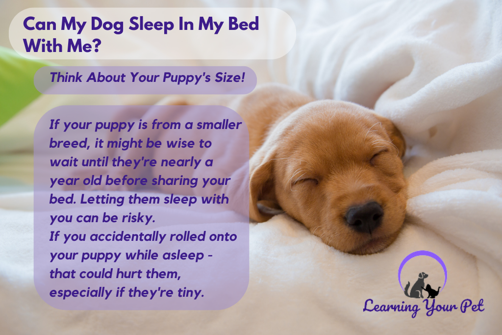 Size consideration for a puppy to sleep in your bed 