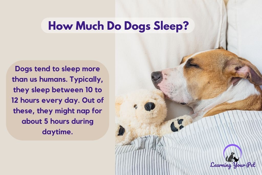 How Long Do Dogs Sleep?