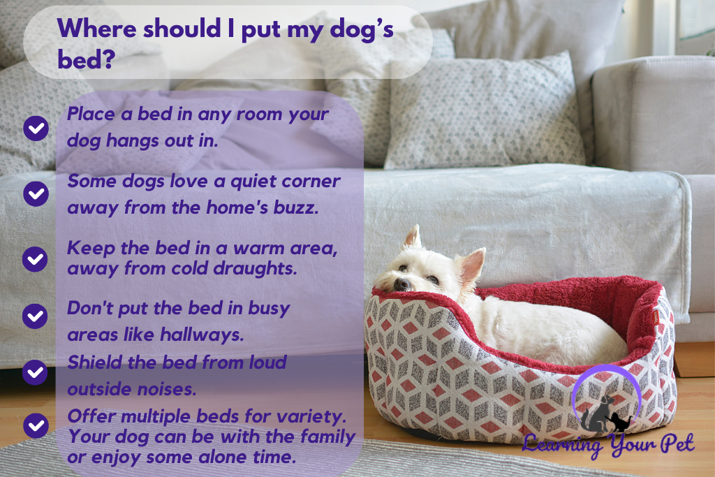 Where should I put my dog’s bed?