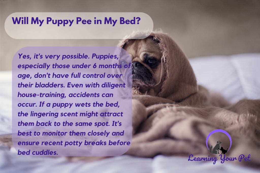 Will My Puppy Pee in My Bed