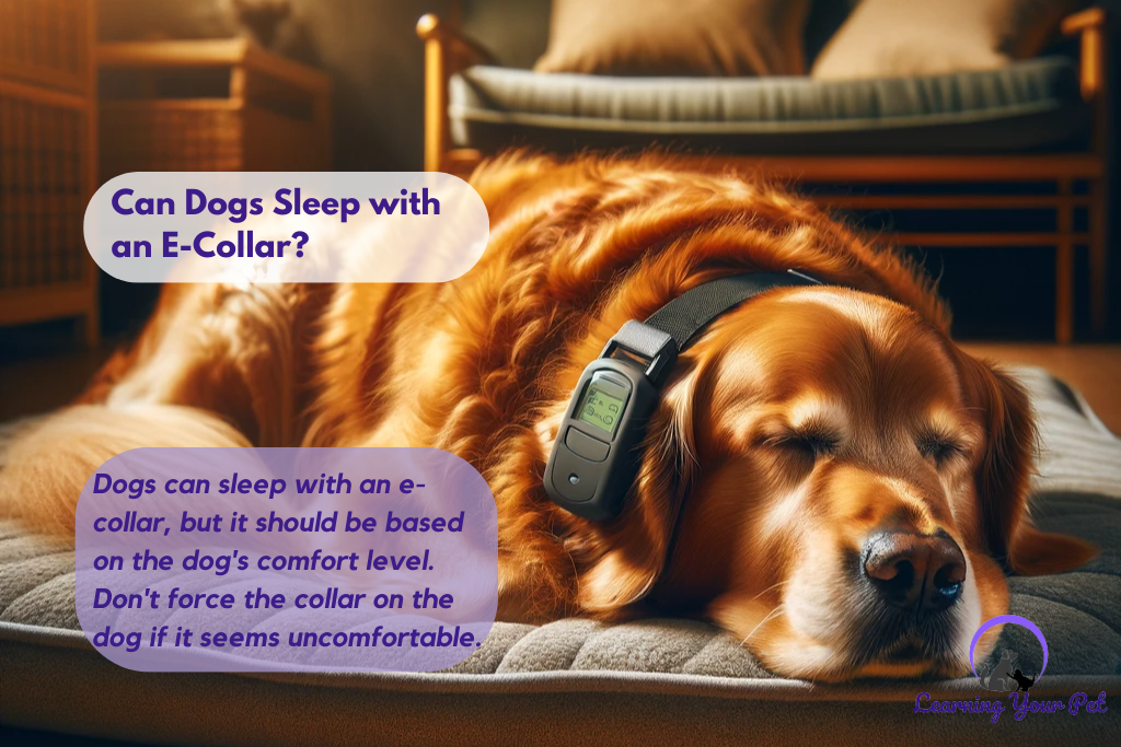 Can Dogs Sleep with an E-Collar?