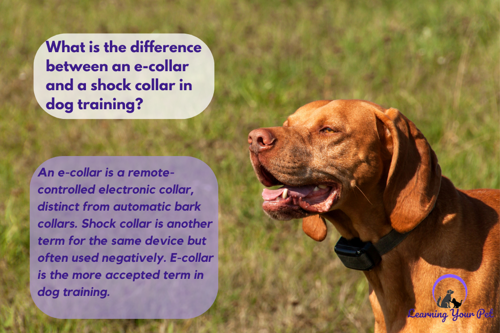 What is the difference between an e-collar and a shock collar in dog training?