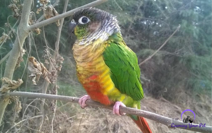 Green-Cheek-Conure