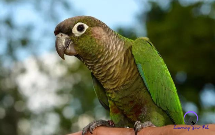 Green-cheek conure behavior