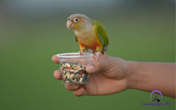 Green-Cheek eating seed