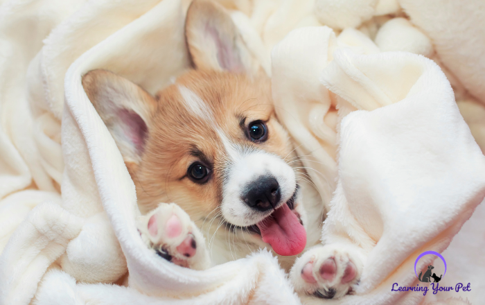 HOW OFTEN SHOULD I WASH MY PUPPY BLANKET?