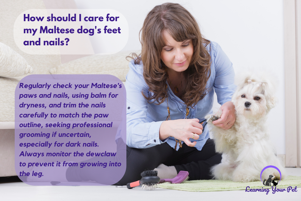 How should I care for my Maltese dog's feet and nails?