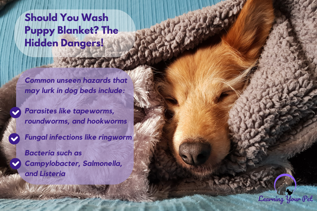 How Often Should I Wash My Puppy Blanket? An Ultimate Guide!