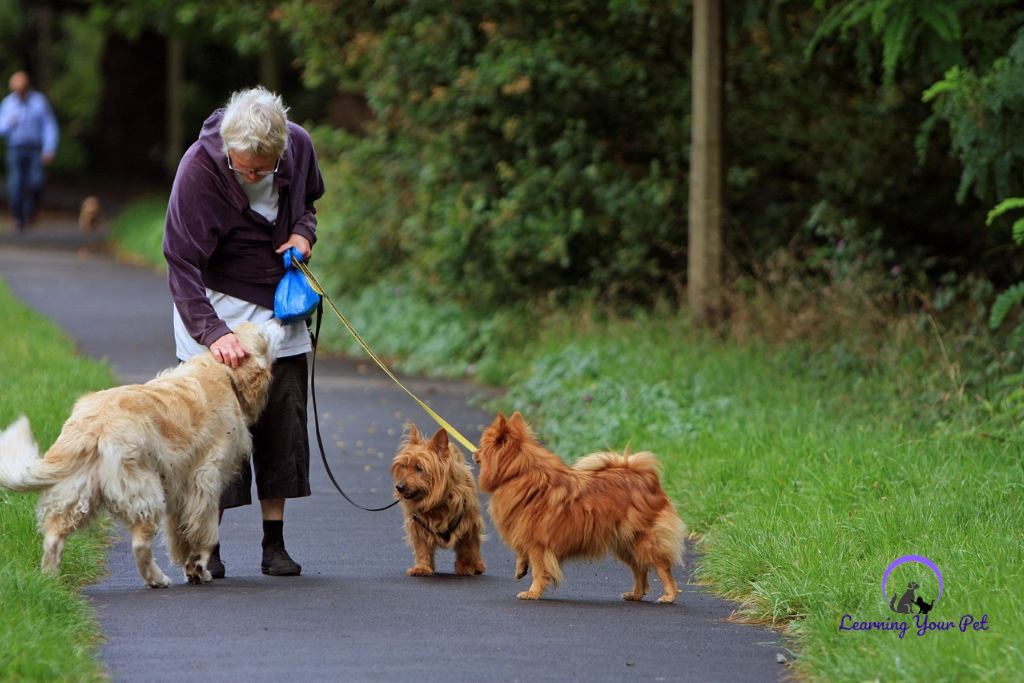 Pets help you build connections