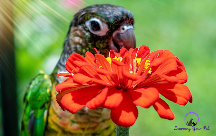 green-cheek parakeet sniffing a flower