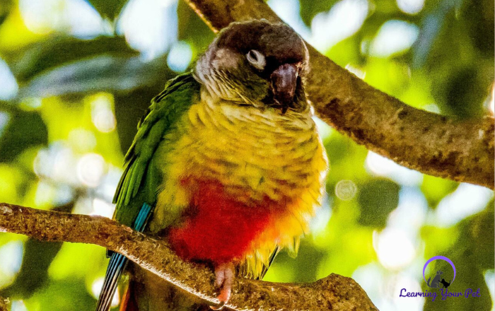 green-cheeked conure from south america