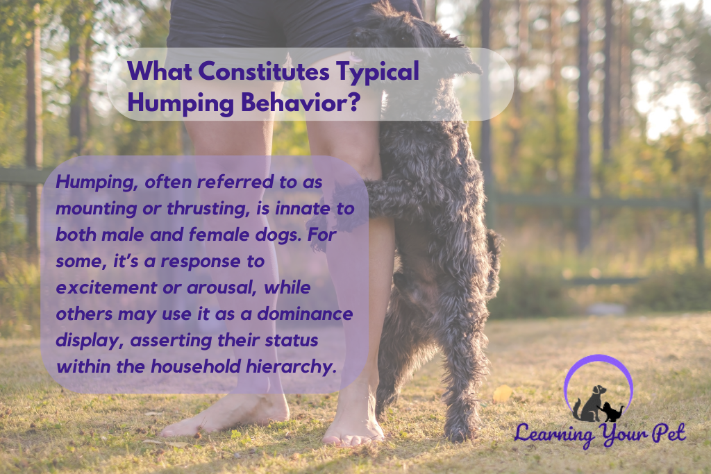 Is Female Dog Humping a Normal Behavior?