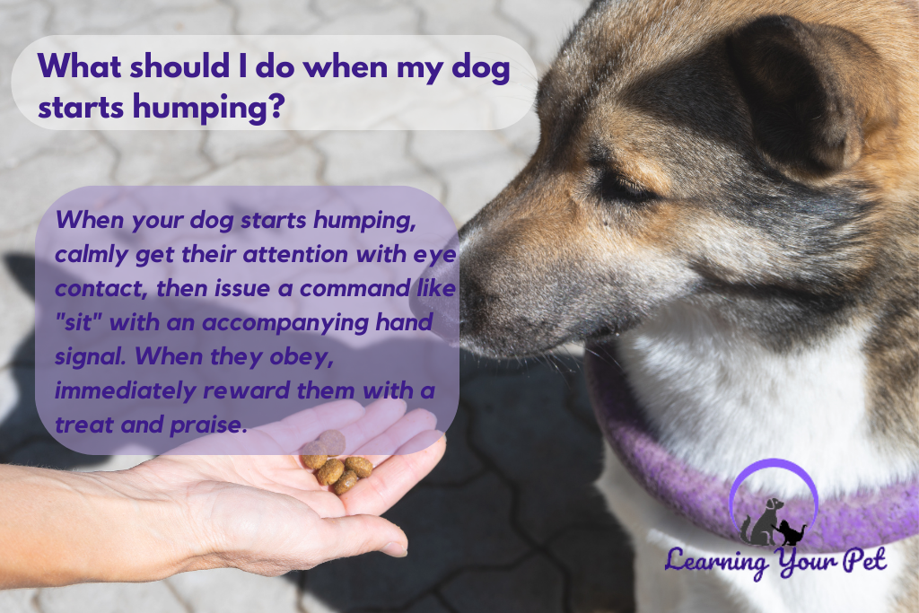 How can I stop my female dog from humping people?