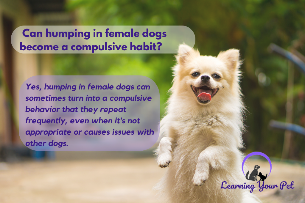 Can humping in female dogs become a habit?