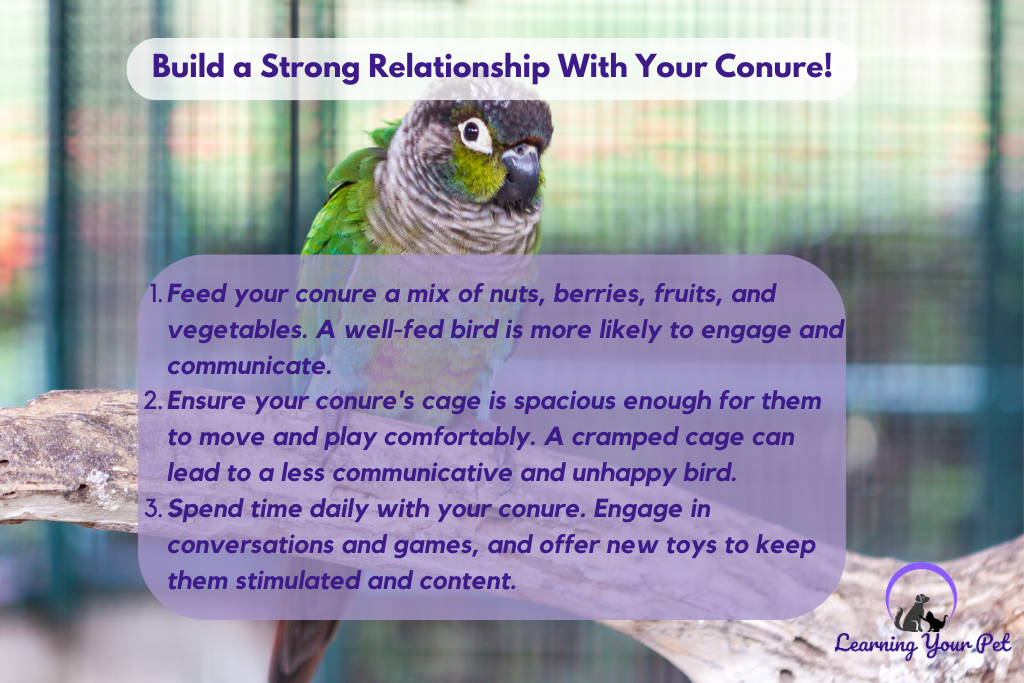 Build a strong relationship with your conure.
